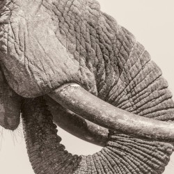 White Elephant