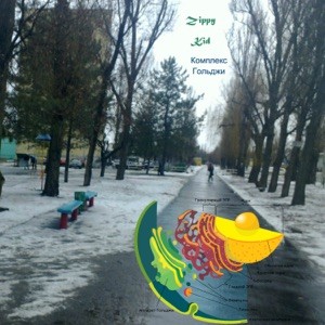 Комплекс Гольджи