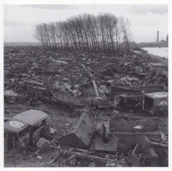 Birds’ Wings Were Glued to Their Bodies and Their Feet Froze to the Ground