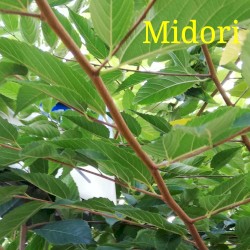 Midori