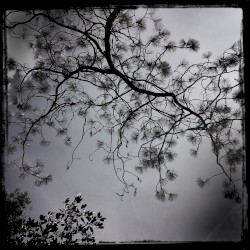 Treasure of Stars (Streams of Consciousness)