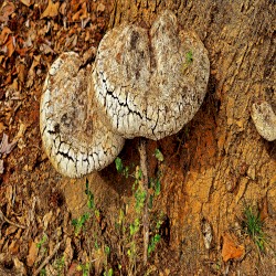 Music for Mental Health Two