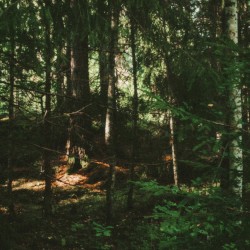 ୧ ‧₊˚ ⊹ andi skógarins 森 . ݁ˎˊ˗𓍼ོ