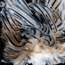 Le Lisse et le strié