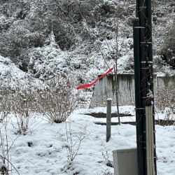 Dub from the Psych Ward