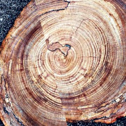 The Signal of a Signal of a Signal