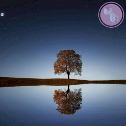 Forest of Endless Sky