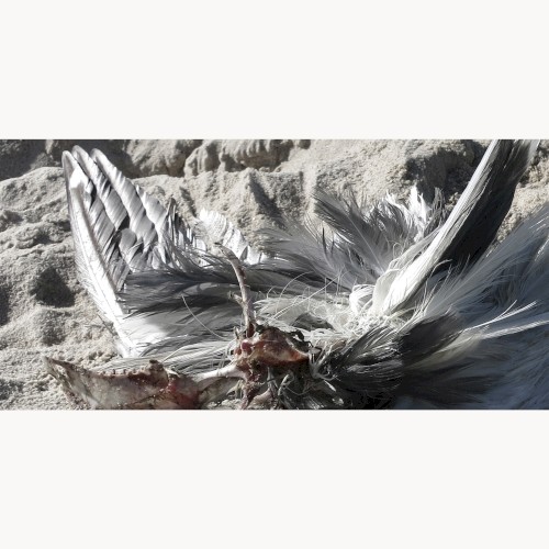 Untitled (Seagull)