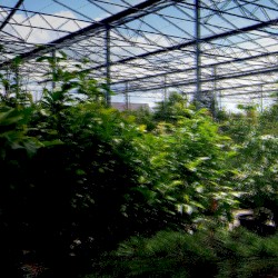 Ｐｌａｎｔ Ｓｈｏｐｐｉｎｇ