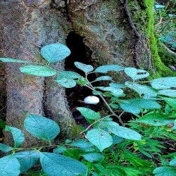 Music for Mental Health Five