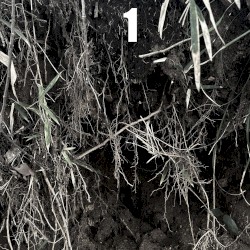 dub miniatures vol.1