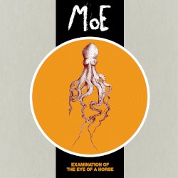 Examination of the Eye of a Horse