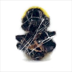 Walls And Dimensions