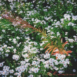 ˚⋅˖* ⊱ 𝓫𝓵𝓸𝓸𝓶 ⊰ *˖⋅˚