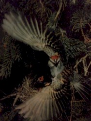 blue nest of larks that die