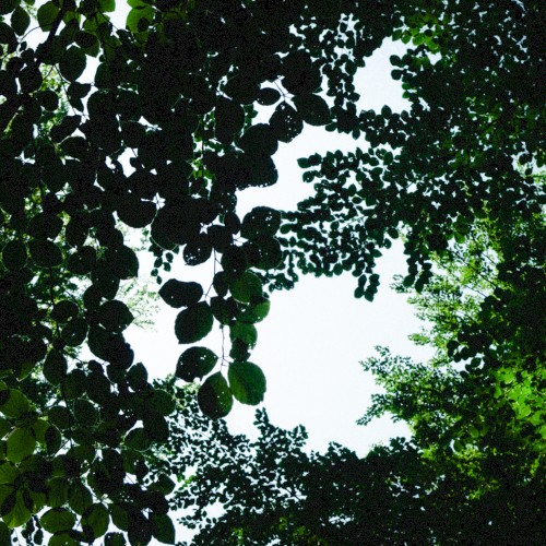 𝄞 ₊˚ ‧♫⊹ ˚₊•.ピアノの森 𝒫𝒾𝒶𝓃𝑜 𝐹𝑜𝓇𝑒𝓈𝓉 ♪ 𝄞⨾ . ݁₊ ⊹