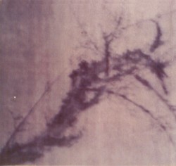 Drowned Yellow Swans