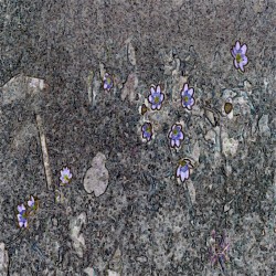 Music for Long Attention Spans, Vol. 26