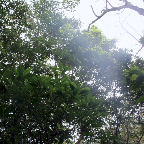 The Ancient Forest XIV