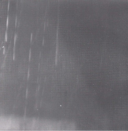 Where Is the Green Parrot?