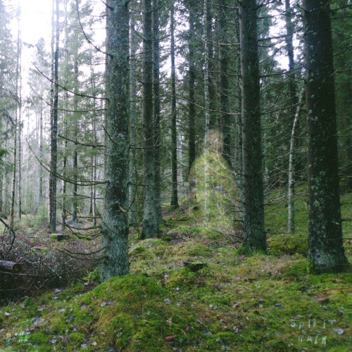 𝒮𝓅𝒾𝓇𝒾𝓉 𝒲𝒶𝓁𝓀