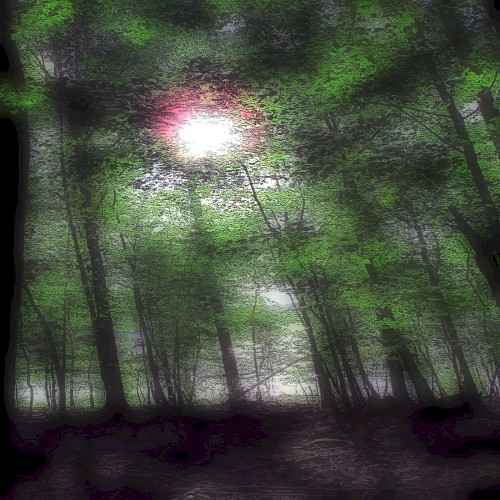 Time Forest