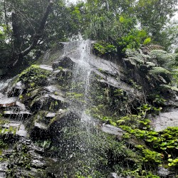 The Ancient Forest XIII