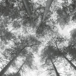 Traveller Song / Thanksong