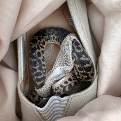 paris paris, texas texas