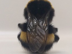 Walls & Dimensions Instrumentals