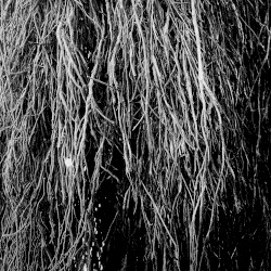 Nocturnal Rainforest