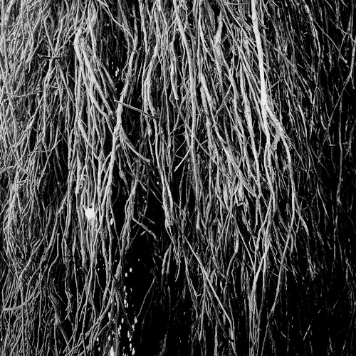 Nocturnal Rainforest