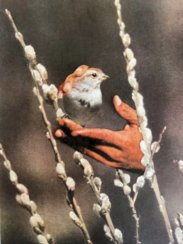Sparrow's Tongue
