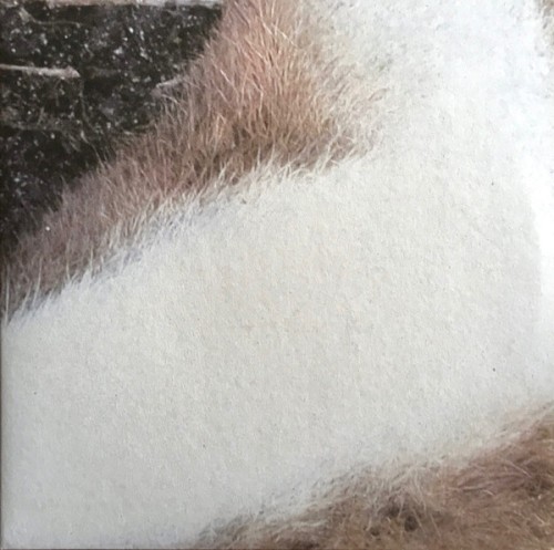 N (37) / [ B O L T ]