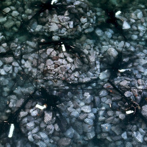 Sediments