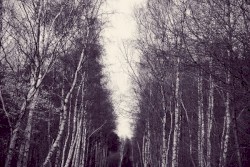 While Shadows Sweep Across the Lawn